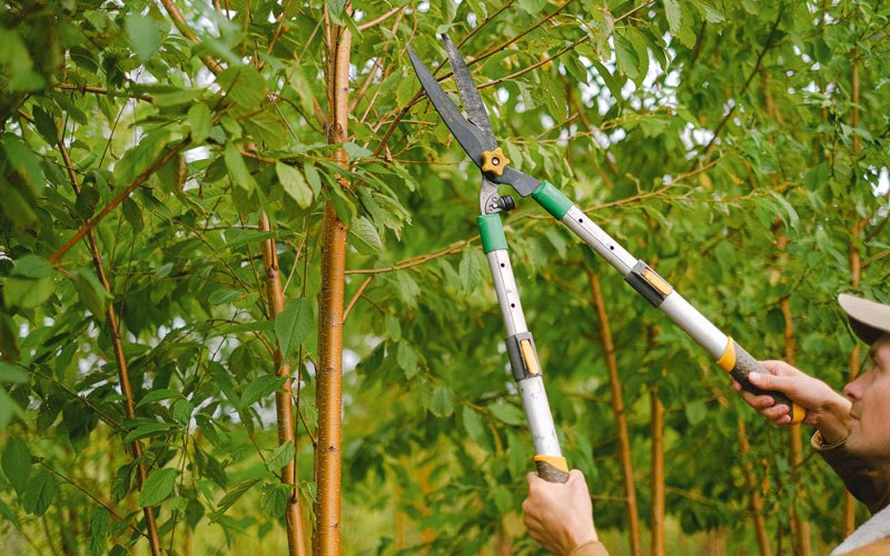 Tree trimming in Raymond, IA
